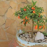 Centro Vacanze Piccolo Friuli 维耶斯泰